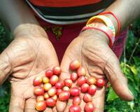 Ugandan Farmers' Benefit