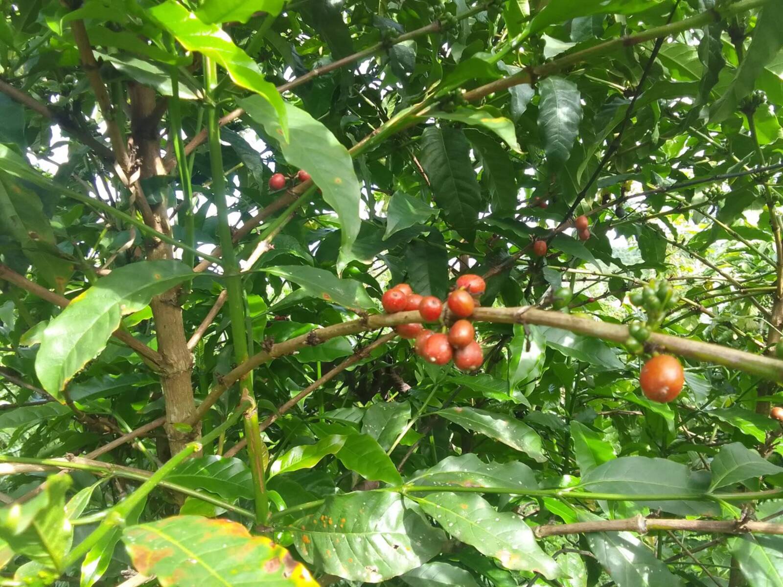 Coffee farm