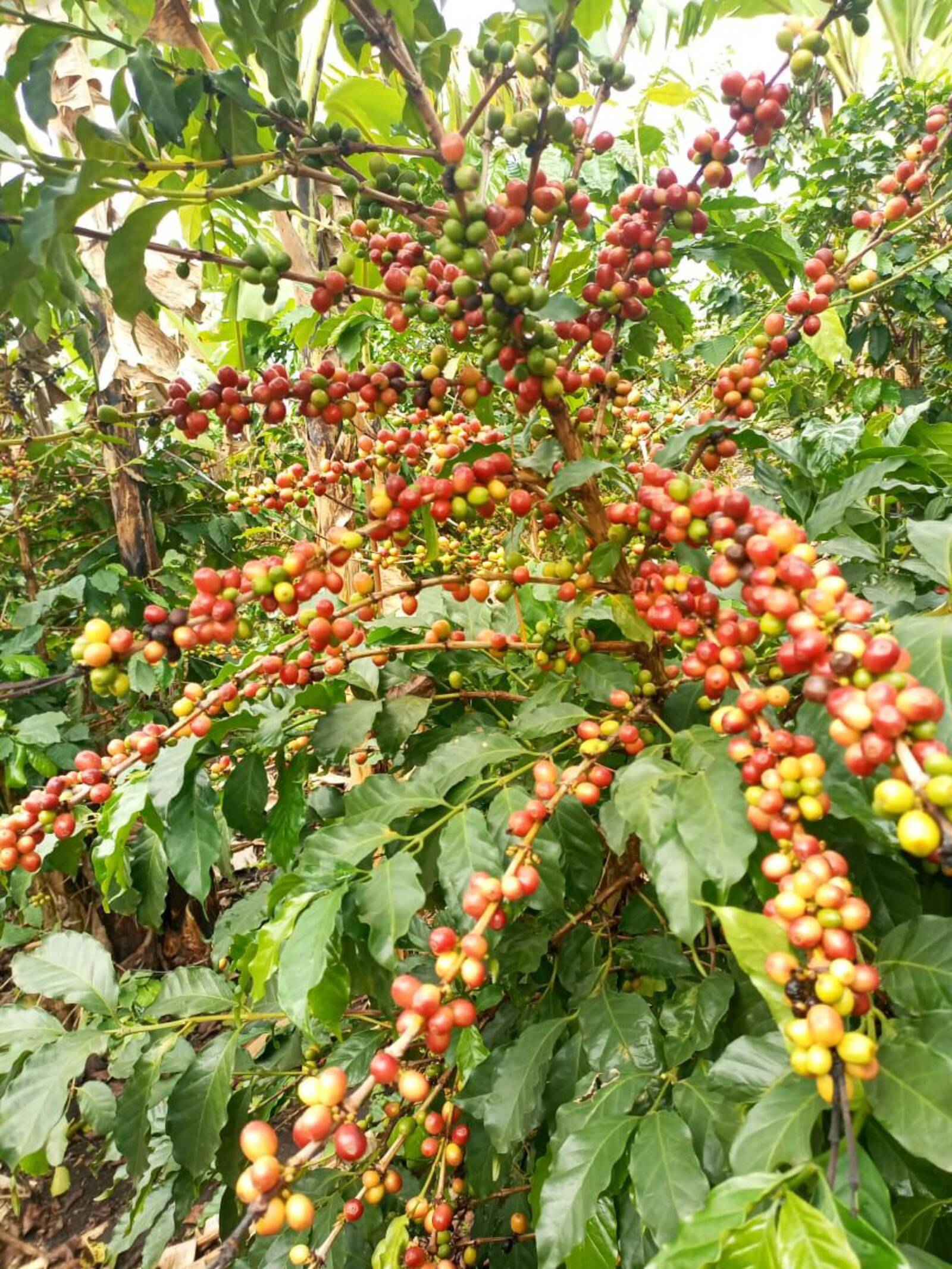 Coffee processing
