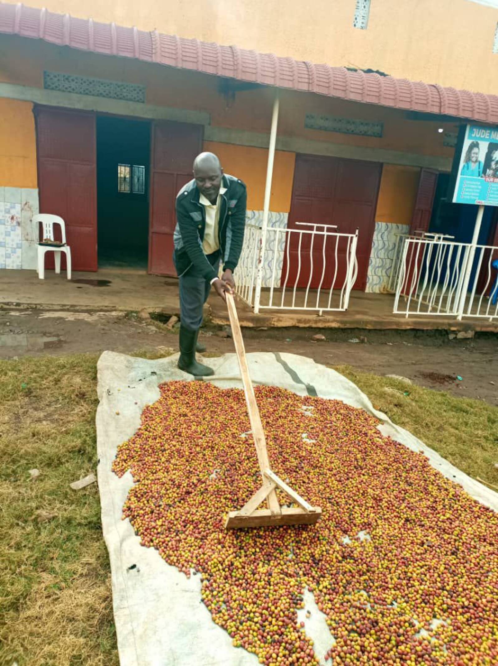 Coffee cherries