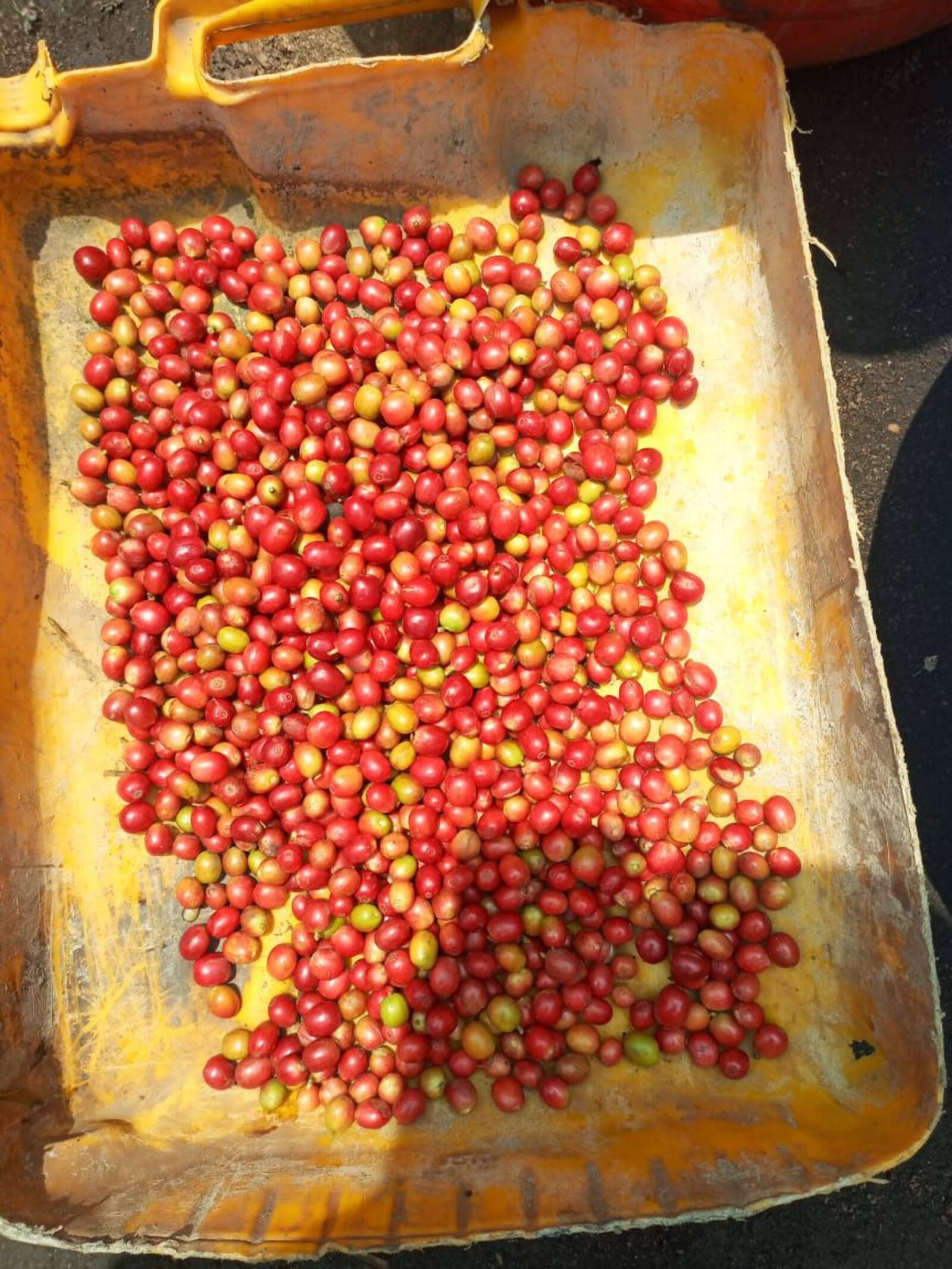 Coffee harvest
