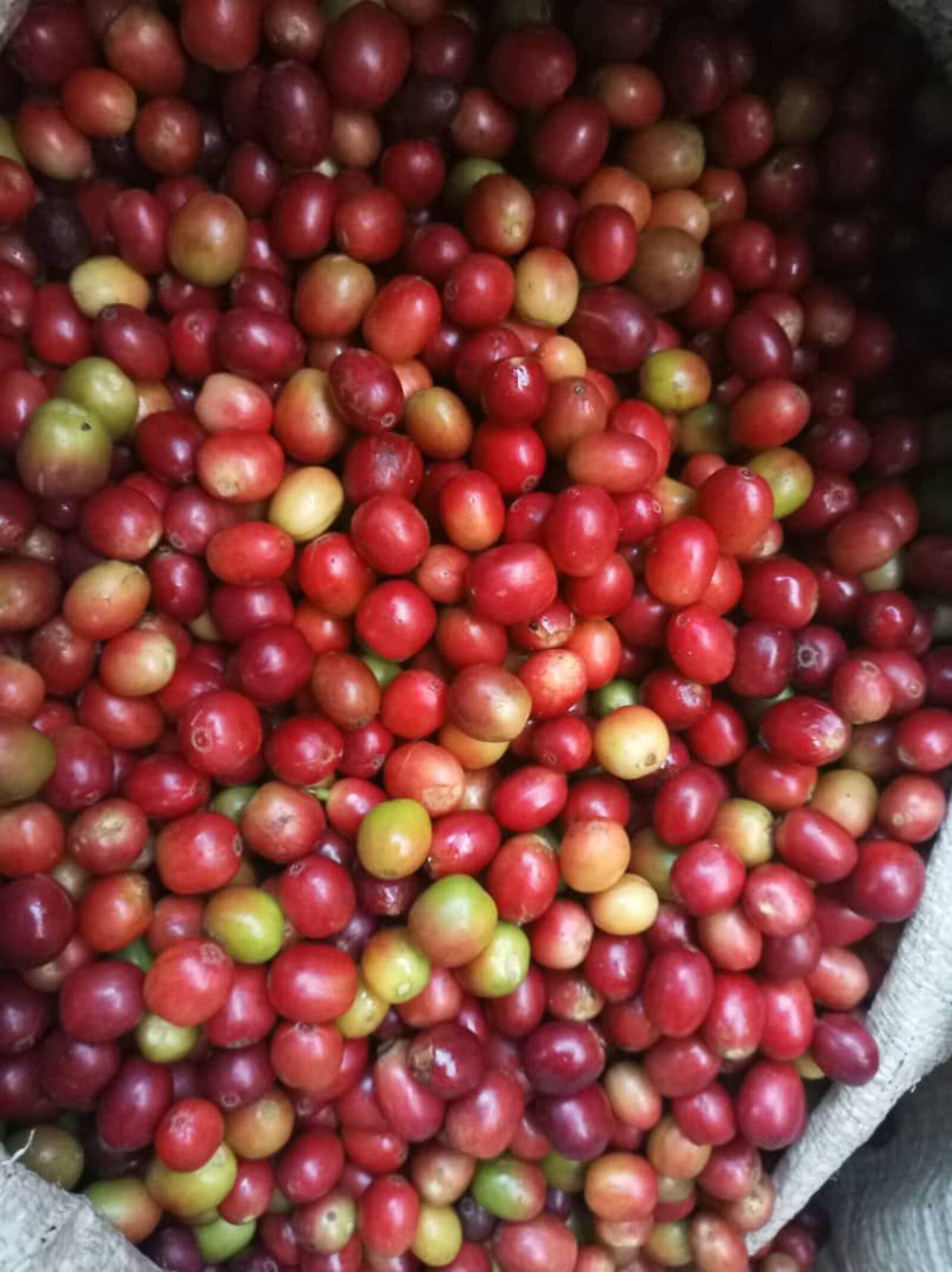 Coffee processing