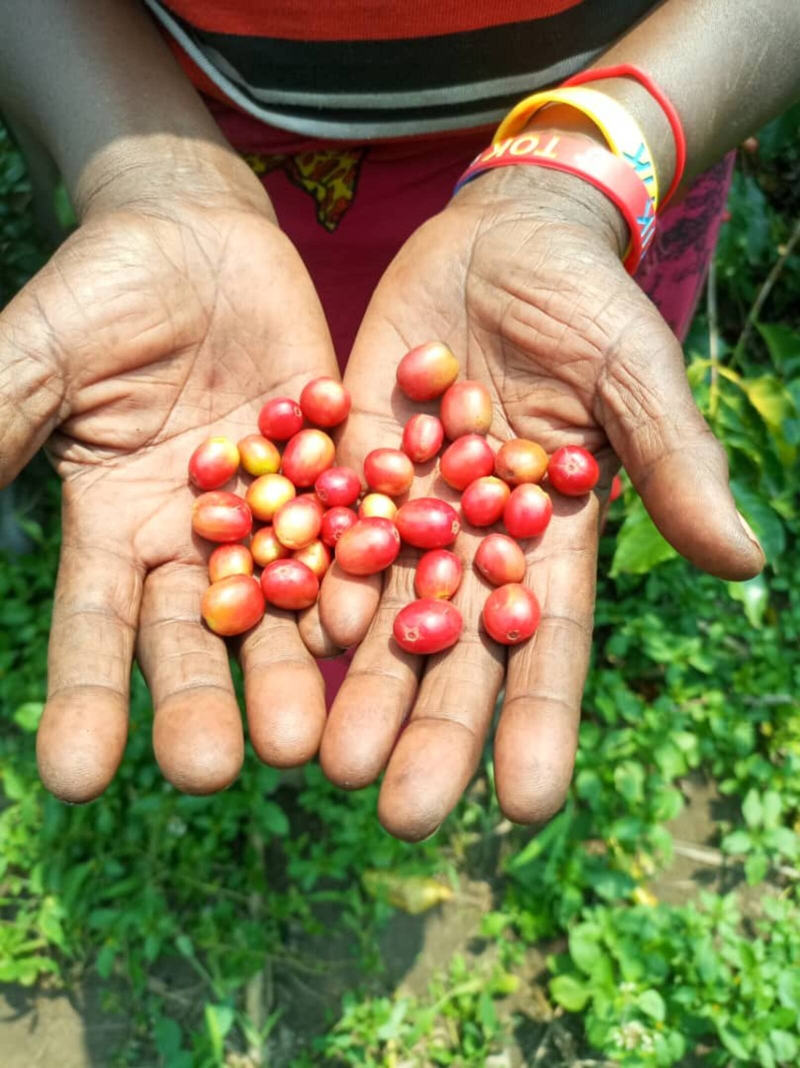 Coffee drying