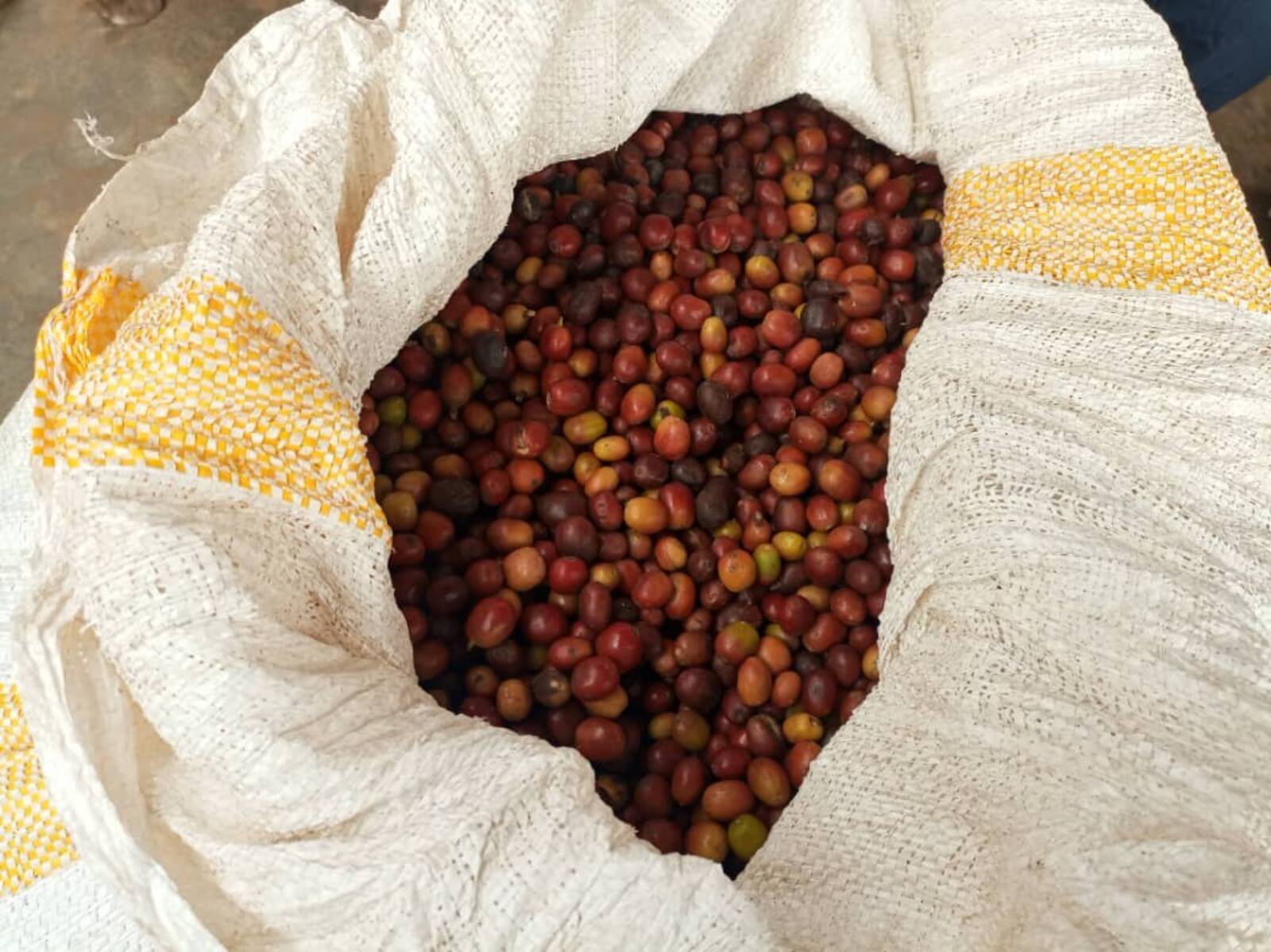 Coffee harvest