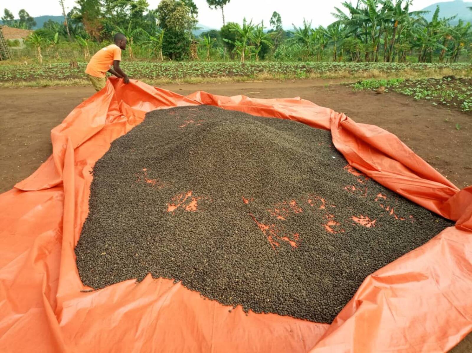 Coffee farm