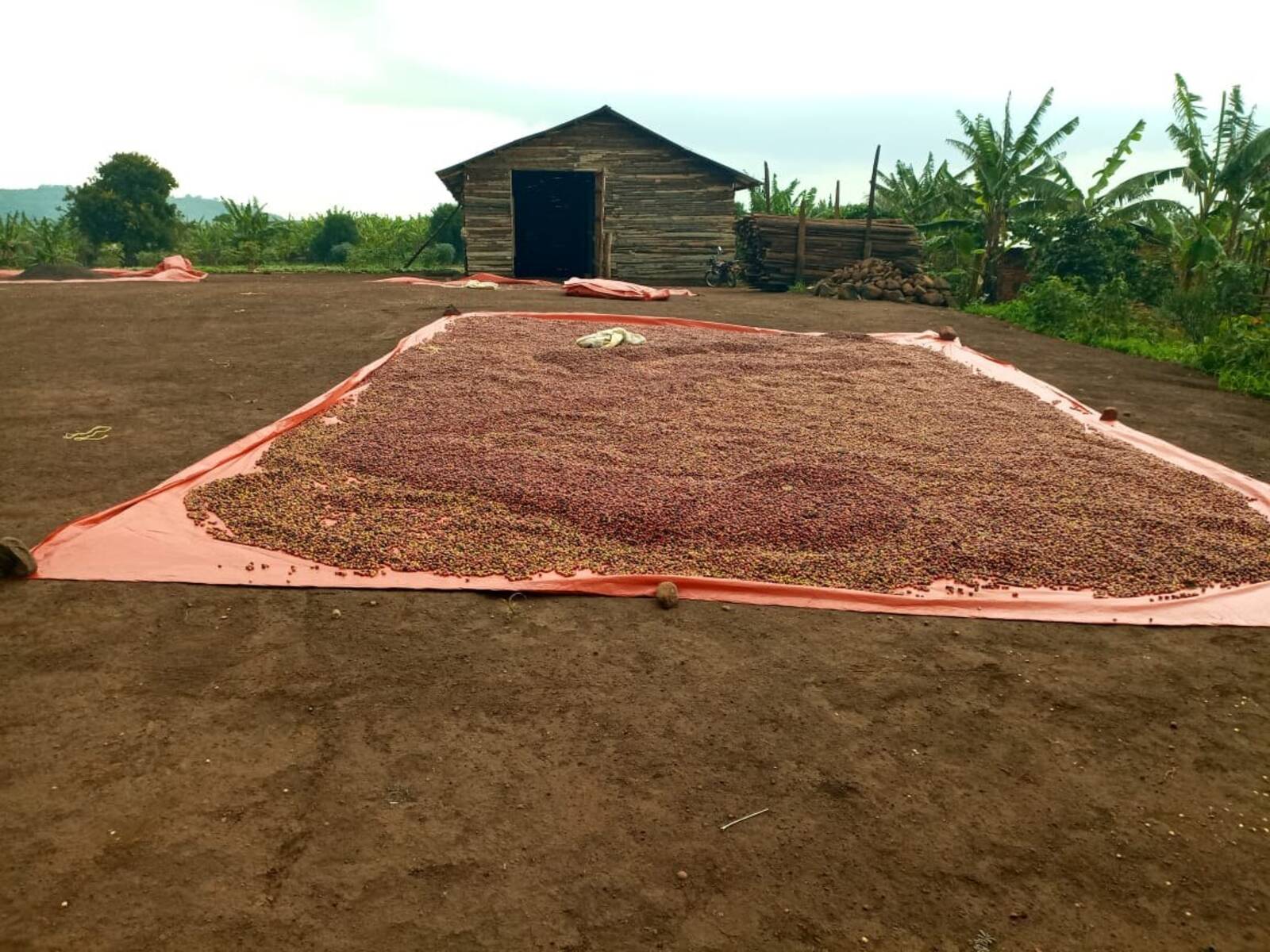 Coffee drying