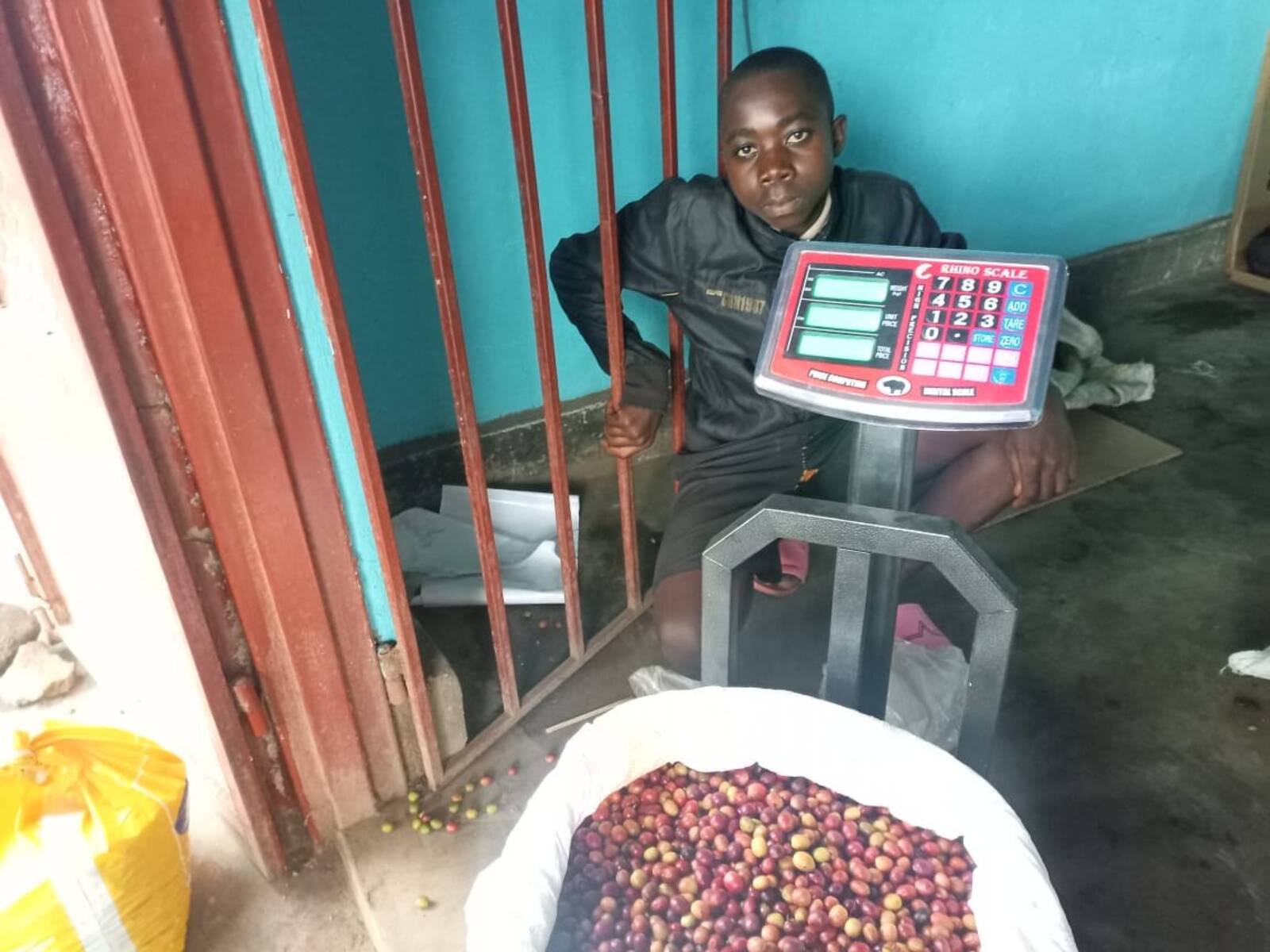 Coffee drying