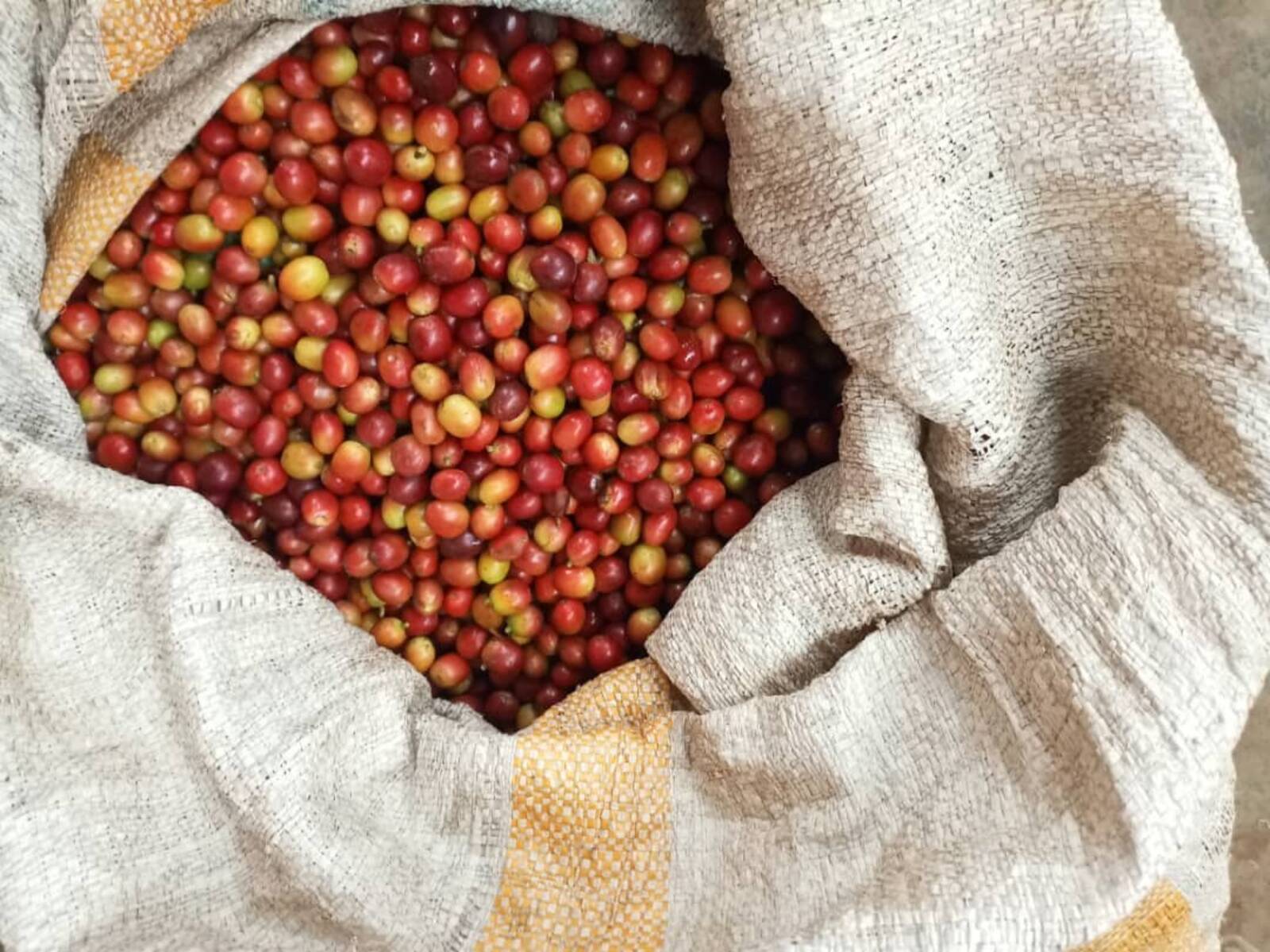 Coffee cherries in sack
