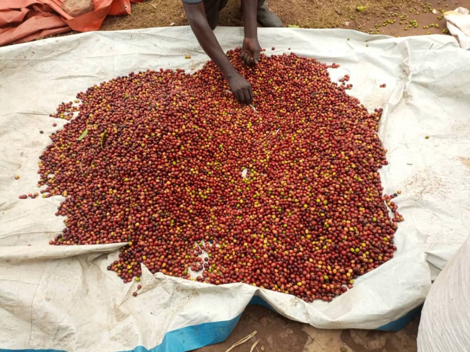 Coffee processing