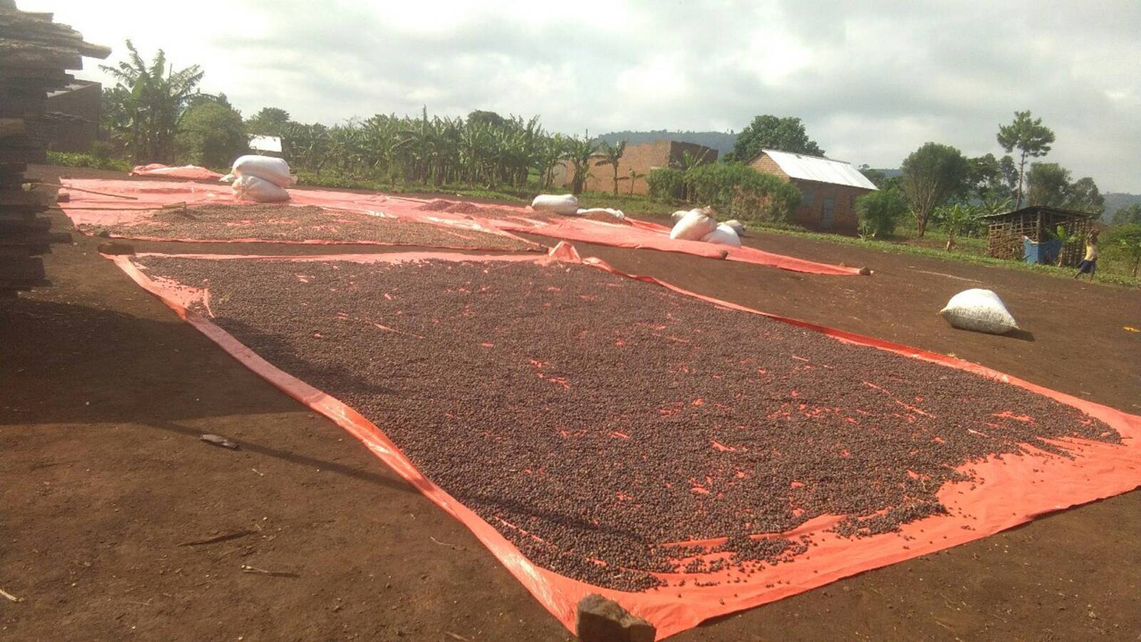 Coffee harvest