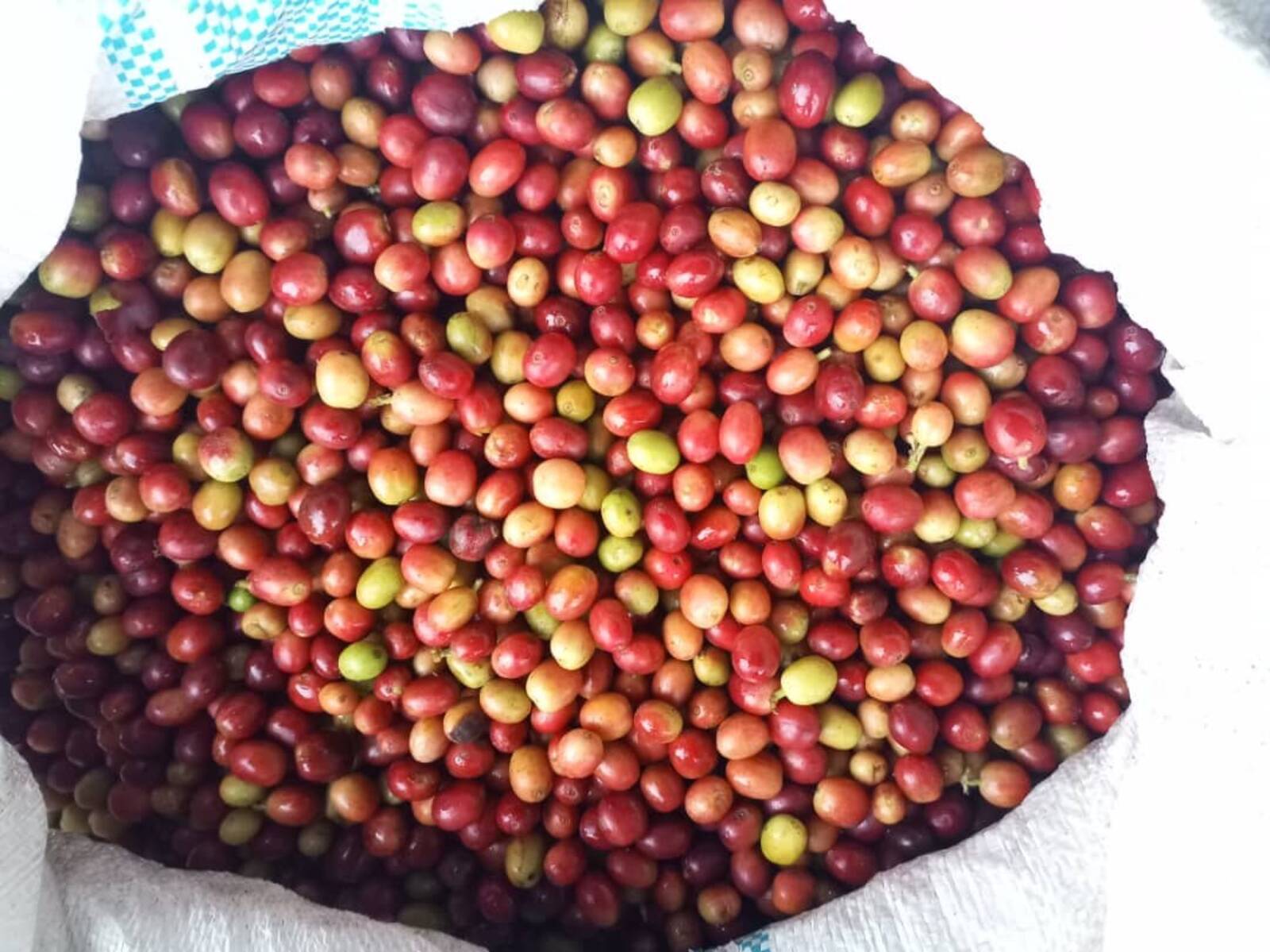 Coffee processing