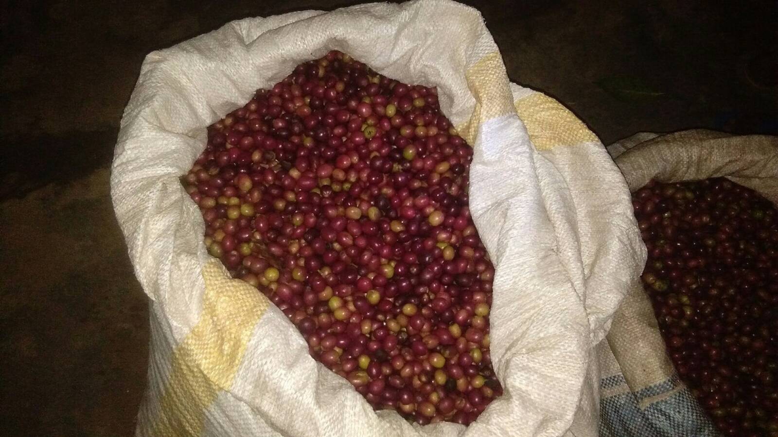 Coffee processing