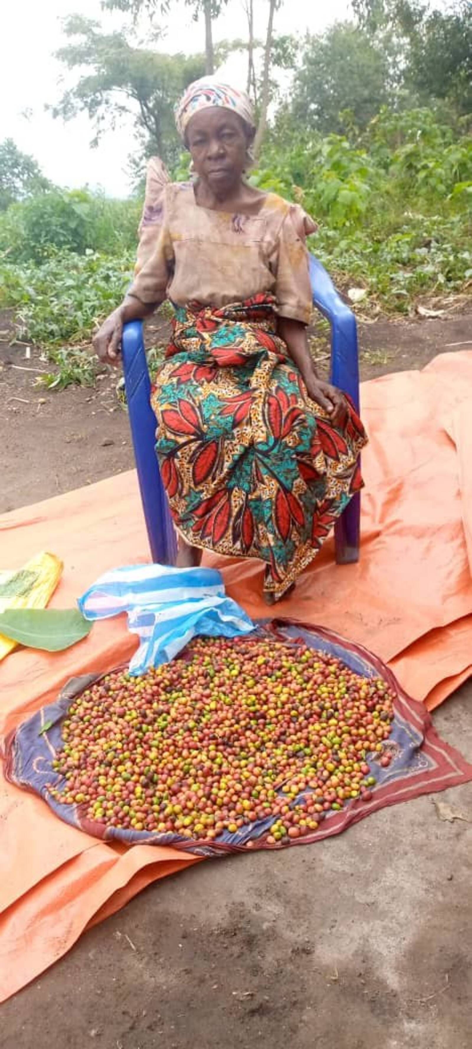 Coffee harvest