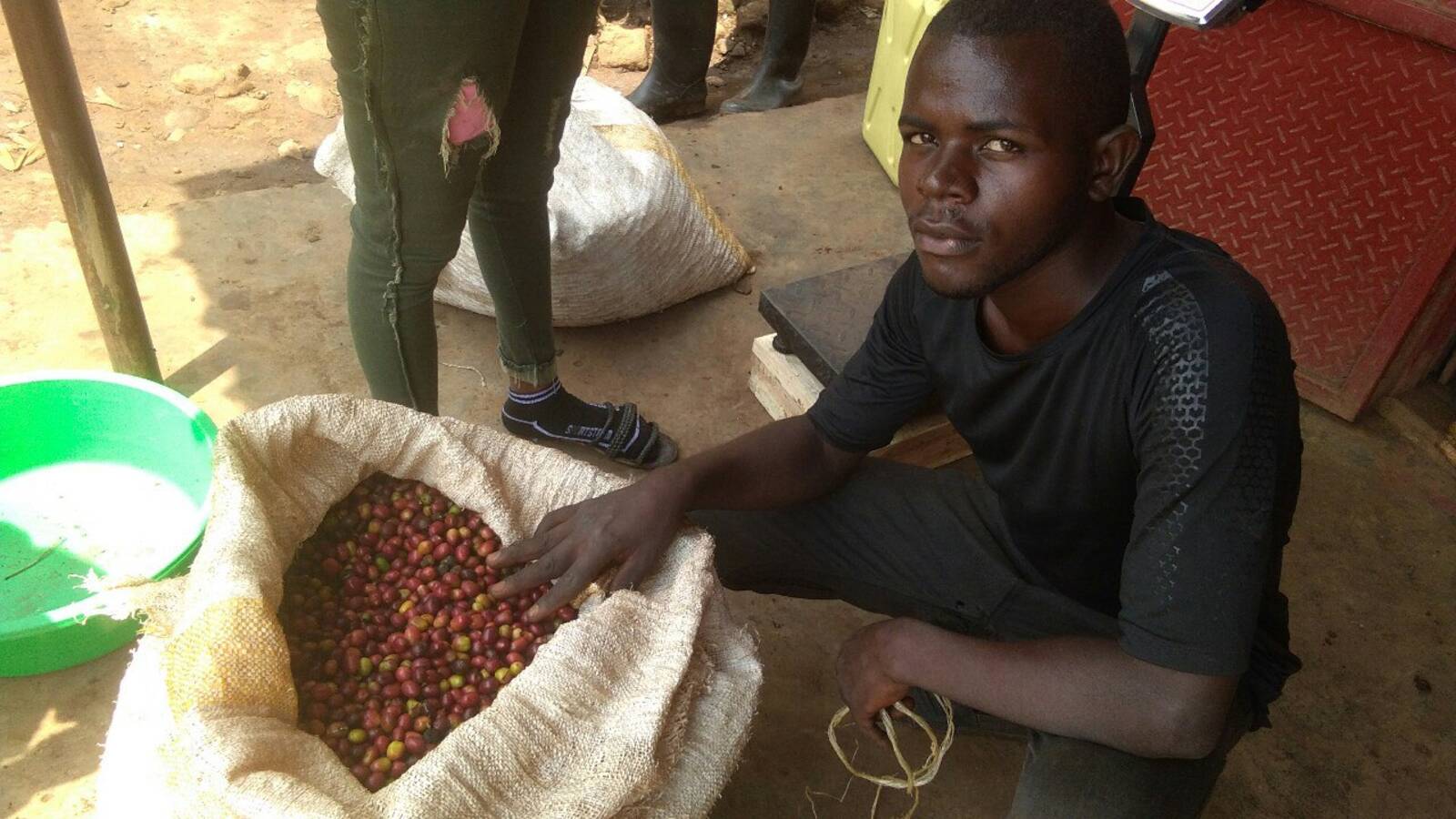 Coffee harvest