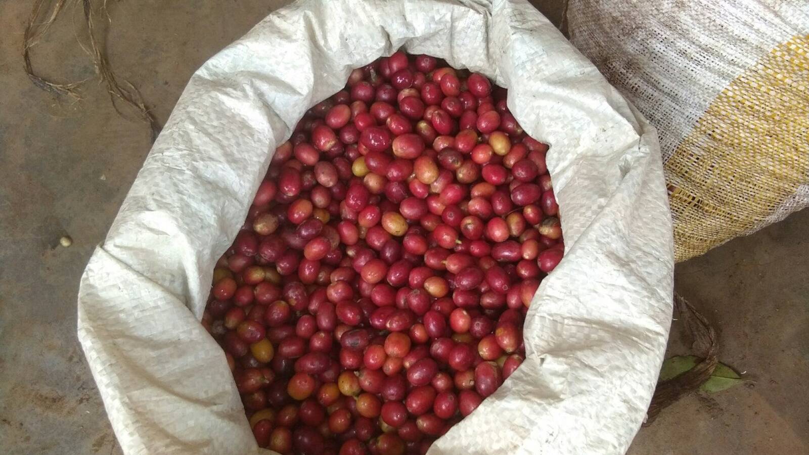 Coffee farm