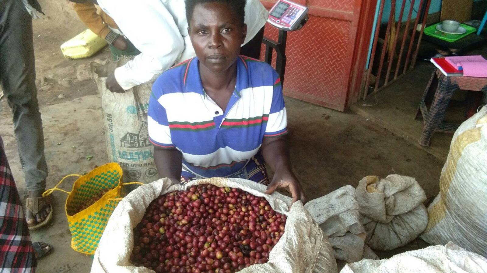 Coffee harvest