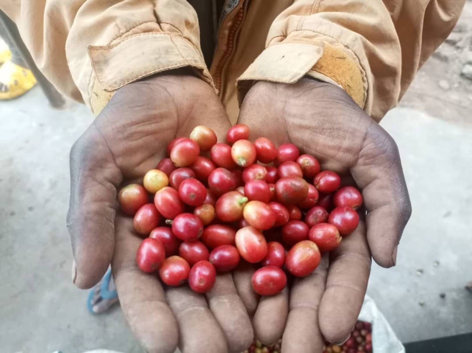 Coffee cherries in hands