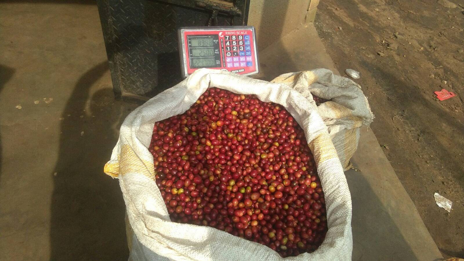 Coffee processing