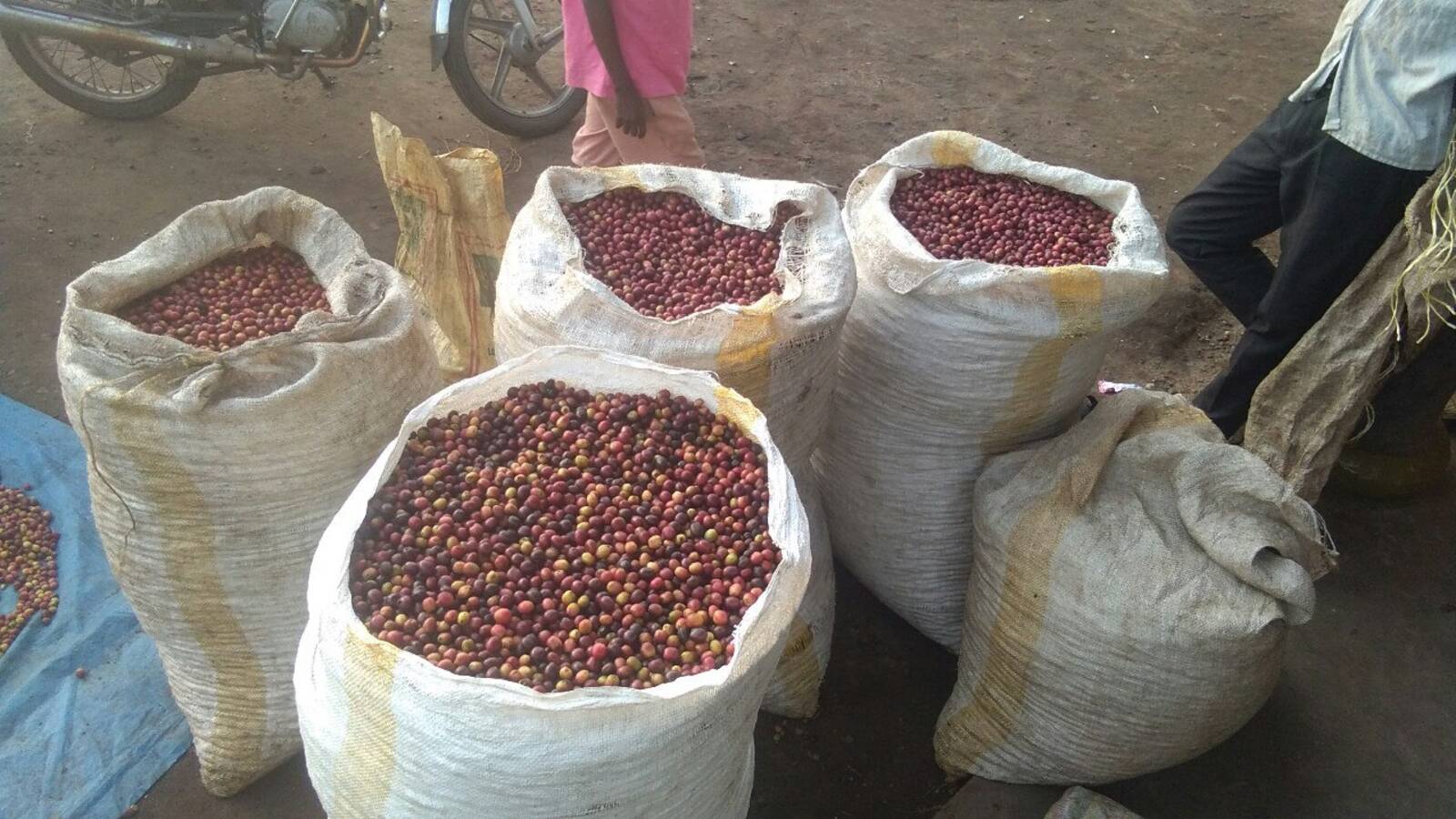 Coffee harvest