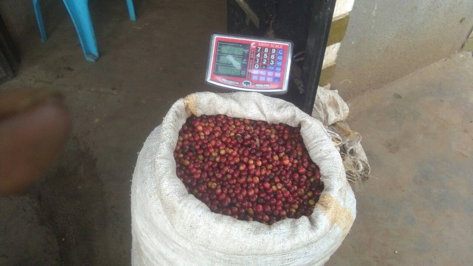 Coffee farm