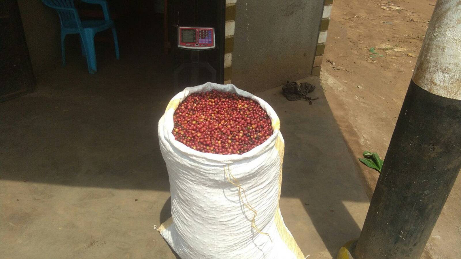 Coffee harvest