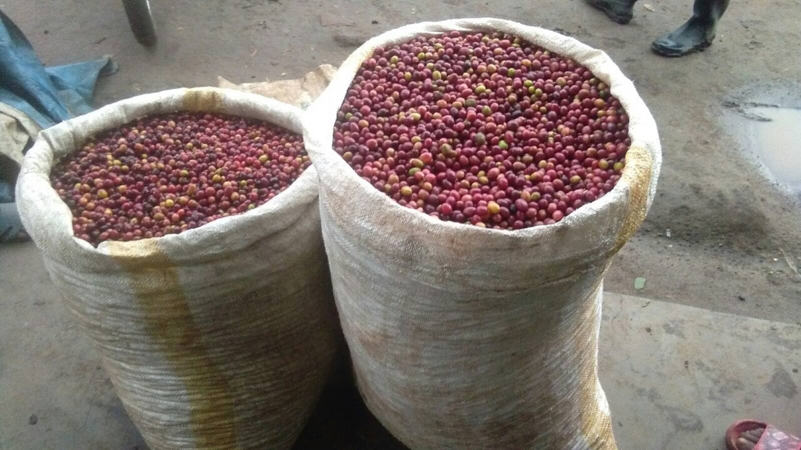 Coffee processing
